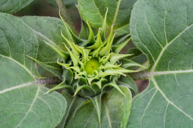 Tomurcukları henüz çiçek açmamış olan ayçiçeklerine (Helianthus annuus) yaklaş