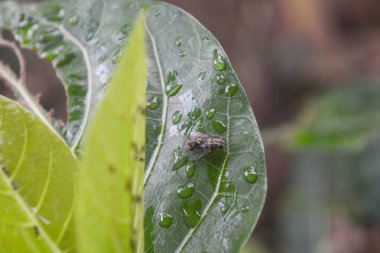 Yeşil yaprakları kapat
