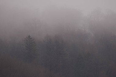 Mysterious misty forest at dusk. Autumn fogs in Bad Pyrmont in Germany. Nature of Germany. 