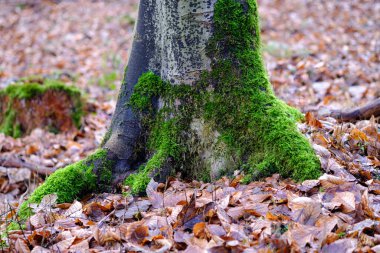 Stump covered with green moss in a forest in Bad Pyrmont Germany.