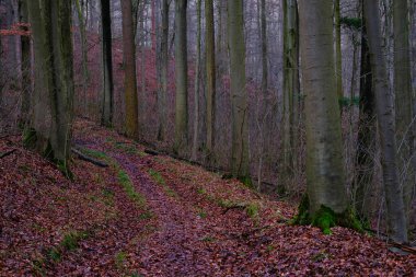 Winter or autumn landscape in Germany, forest with bare tree trunks and red leaves on the ground.