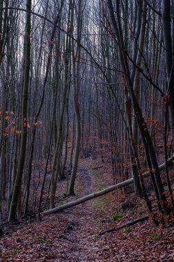 Winter landscape in Germany, forest with bare tree trunks and red leaves on the ground in Bad Pyrmont.