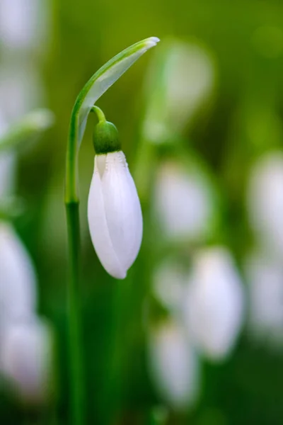 Snowdrop or common snowdrop flowers in Germany.
