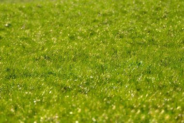 Green grass texture for background, green lawn pattern and texture background, close-up.