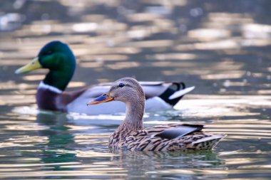 Mallard ducks on the lake with reflections in clean water in Bad Pyrmont Germany.