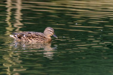 Female mallard duck, portrait of a duck with reflection in clean lake water in Germany.