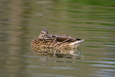 Female mallard duck, portrait of a duck with reflection in clean lake water in Germany.