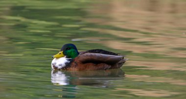 Female mallard duck, portrait of a duck with reflection in clean lake water in Germany.
