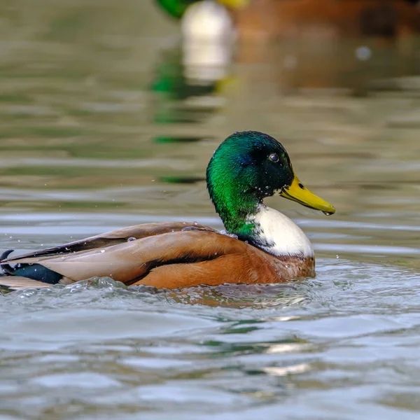 Mallard Ducks Lake Reflection Clean Water — Photo