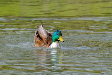 Male mallard duck, portrait of a duck with reflection in clean lake water in Bad Pyrmont, Germany.