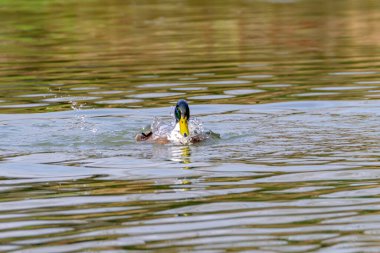 Male mallard duck, portrait of a duck with reflection in clean lake water in Bad Pyrmont, Germany.