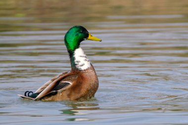 Male mallard duck, portrait of a duck with reflection in clean lake water in Bad Pyrmont, Germany.