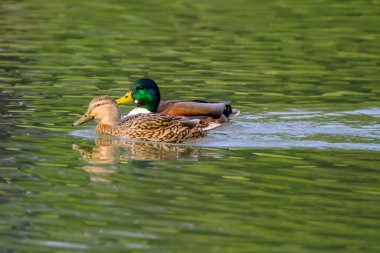 Couple of mallard ducks on the lake with beautiful reflections in the water in Bad Pyrmont, Germany.