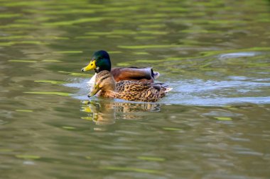 Couple of mallard ducks on the lake with beautiful reflections in the water.
