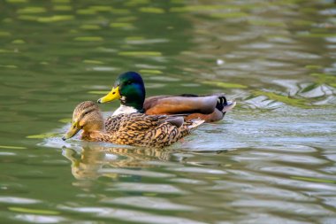 Couple of mallard ducks on the lake with beautiful reflections in the water in Bad Pyrmont, Germany.