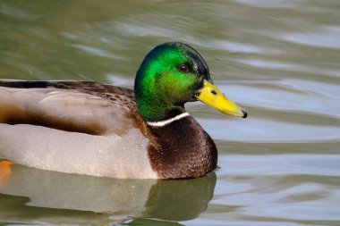 Male mallard duck, portrait of a duck with reflection in clean lake water in Bad Pyrmont, Germany.
