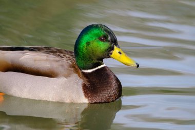 Male mallard duck, portrait of a duck with reflection in clean lake water in Bad Pyrmont, Germany.