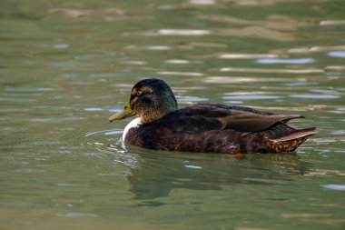 American black duck in a water with beautiful reflections in Bad Pyrmont, Germany.