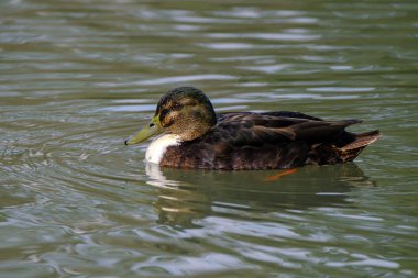 American black duck in a water with beautiful reflections in Bad Pyrmont, Germany.