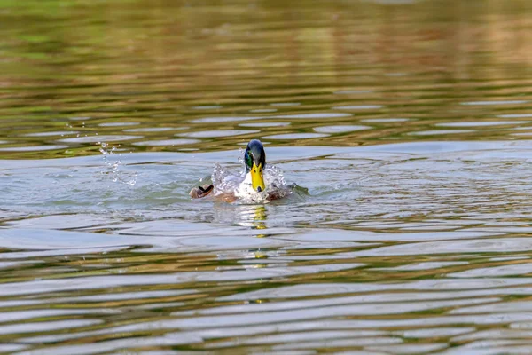 Male Mallard Duck Portrait Duck Reflection Clean Lake Water Bad — Stock fotografie