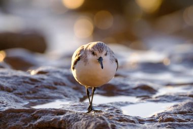 Calidris Alpina, İspanya 'daki Kanarya Adası Büyük Kanarya' da yiyecek aramak için sığ sularda yürür..