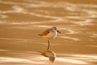 Calidris Alpina, İspanya 'daki Kanarya Adası Büyük Kanarya' da yiyecek aramak için sığ sularda yürür..