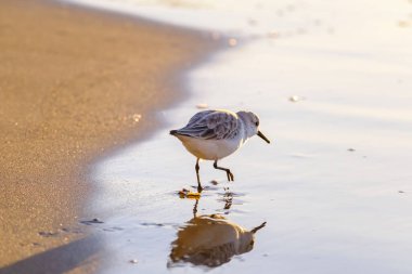 Calidris Alpina, İspanya 'daki Kanarya Adası Büyük Kanarya' da yiyecek aramak için sığ sularda yürür..