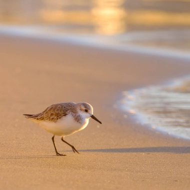 Calidris Alpina, İspanya 'daki Kanarya Adası Büyük Kanarya' da yiyecek aramak için sığ sularda yürür..