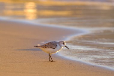 Calidris Alpina, İspanya 'daki Kanarya Adası Büyük Kanarya' da yiyecek aramak için sığ sularda yürür..