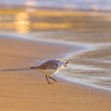 Calidris Alpina, İspanya 'daki Kanarya Adası Büyük Kanarya' da yiyecek aramak için sığ sularda yürür..