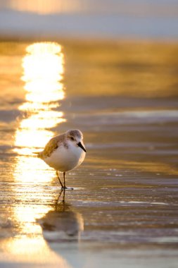 Calidris Alpina, İspanya 'daki Kanarya Adası Büyük Kanarya' da yiyecek aramak için sığ sularda yürür..