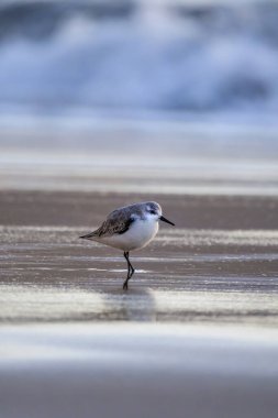 Calidris Alpina, İspanya 'daki Kanarya Adası Büyük Kanarya' da yiyecek aramak için sığ sularda yürür..