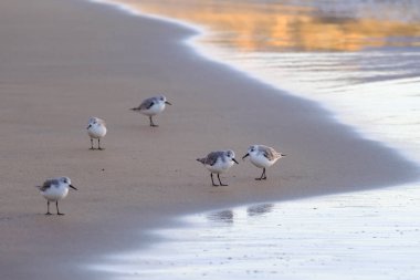 Kalidris alpina kuşları sığ sularda yürüyüp Kanarya Adası Gran Kanaryası, İspanya 'da yiyecek arıyorlar..