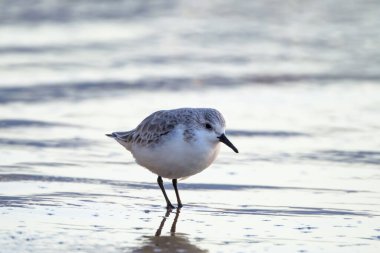 Calidris Alpina, İspanya 'daki Kanarya Adası Büyük Kanarya' da yiyecek aramak için sığ sularda yürür..