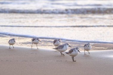 Kalidris alpina kuşları sığ sularda yürüyüp Kanarya Adası Gran Kanaryası, İspanya 'da yiyecek arıyorlar..