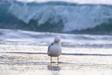 Martı İspanya 'daki Kanarya Adası Büyük Kanarya' da sığ sularda kendini temizler..