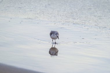 Calidris Alpina, İspanya 'daki Kanarya Adası Büyük Kanarya' da yiyecek aramak için sığ sularda yürür..