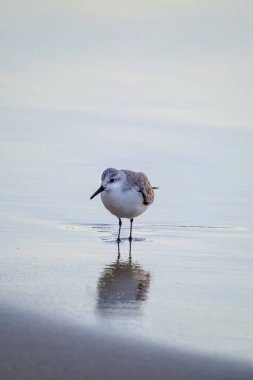 Calidris Alpina, İspanya 'daki Kanarya Adası Büyük Kanarya' da yiyecek aramak için sığ sularda yürür..