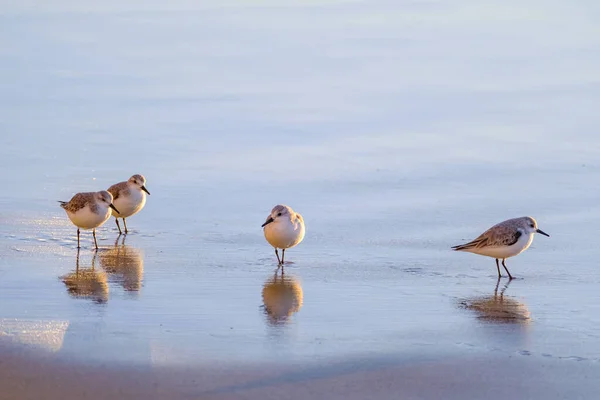 Calidris Alpina Ptáci Procházka Mělké Vodě Hledají Potravu Kanárském Ostrově — Stock fotografie