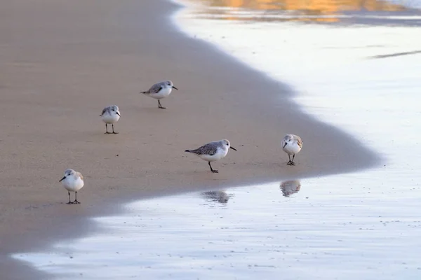 Calidris Alpina Birds Walk Shallow Water Looking Food Canary Island — Fotografia de Stock