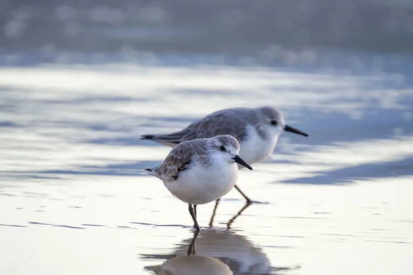 Calidris Alpina Birds Walk Shallow Water Looking Food Canary Island —  Fotos de Stock
