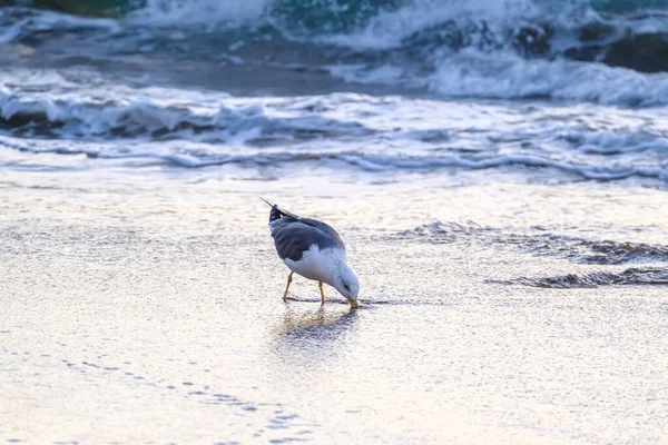 Seagull Walks Shallow Water Looking Food Canary Island Gran Canaria — Stock Photo, Image