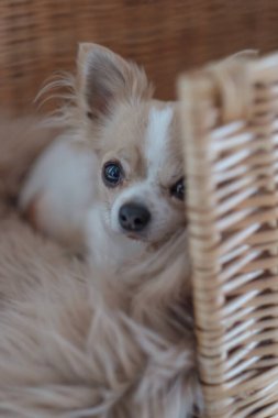 Küçük beyaz ve bej renkli bir Chiwawa köpeği kahverengi bir kürk halısının üzerinde yatıyor..