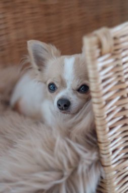 Küçük beyaz ve bej renkli bir Chiwawa köpeği kahverengi bir kürk halısının üzerinde yatıyor..