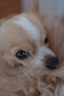 Küçük beyaz ve bej renkli bir Chiwawa köpeği kahverengi bir kürk halısının üzerinde yatıyor..