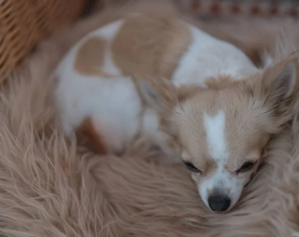 一只白色和米黄色的奇瓦瓦小狗在一块棕色毛毯上打盹 — 图库照片