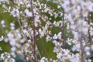 Prunus spinosa veya blackthorn, ilkbaharda açan yaban gülü ağacı.