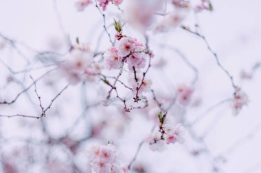 Çiçek açan sakura çiçekleri, yakın plan, soyut bulanıklaştırır bahar zamanı sakura ile doğal arka plan.