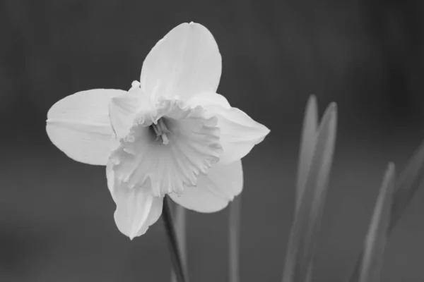 Spring Flower Narcissus Black White Close White Narcissus Flower Blooming — Stock Photo, Image