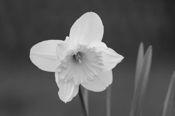 Spring Flowers Close White Narcissus Flower Blooming Black White — Stock Photo, Image